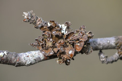 Tuckermanopsis sepincola