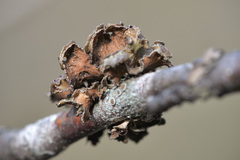 Tuckermanopsis sepincola