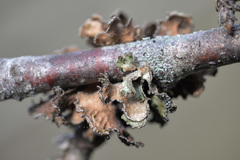 Tuckermanopsis sepincola