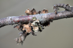 Tuckermanopsis sepincola