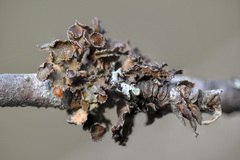 Tuckermanopsis sepincola