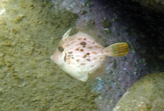 Stephanolepis cirrhifer