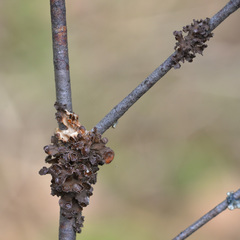 Tuckermanopsis sepincola