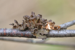 Tuckermanopsis sepincola