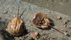 Tachypleus tridentatus