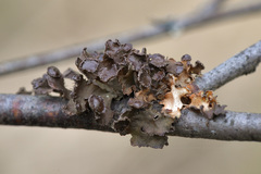 Tuckermanopsis sepincola