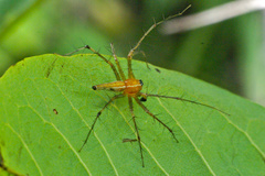 Oxyopes sunandae