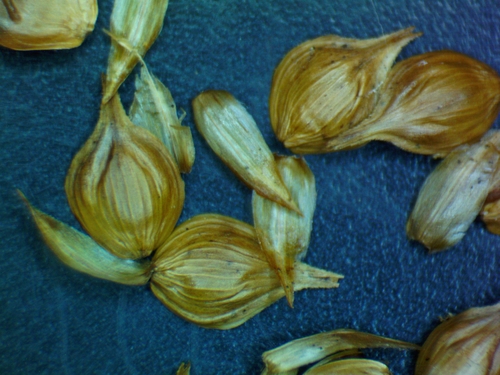 Carex molestiformis