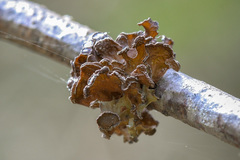 Tuckermanopsis sepincola