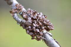 Tuckermanopsis sepincola