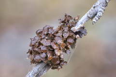 Tuckermanopsis sepincola
