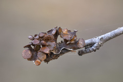 Tuckermanopsis sepincola
