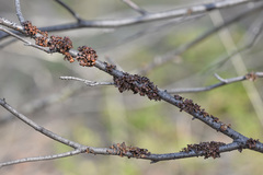Tuckermanopsis sepincola