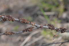 Tuckermanopsis sepincola