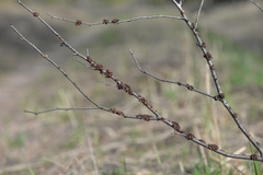 Tuckermanopsis sepincola