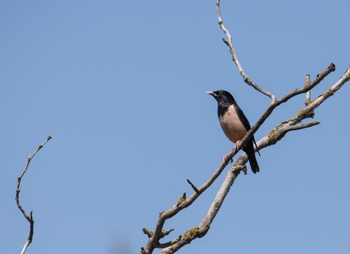 Rosy Starling
