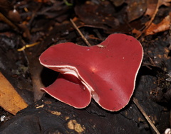 Phillipsia subpurpurea