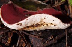 Phillipsia subpurpurea