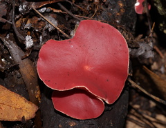 Phillipsia subpurpurea