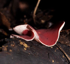Phillipsia subpurpurea