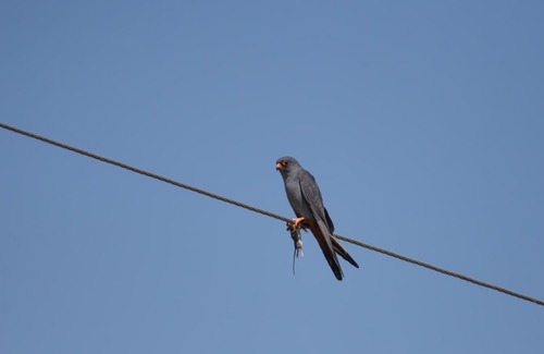 Red-footed Falcon