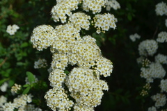 Spiraea mollifolia