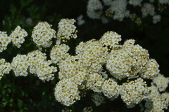 Spiraea mollifolia