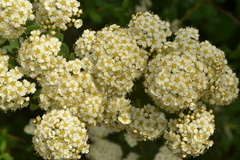Spiraea mollifolia