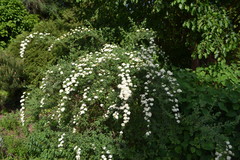 Spiraea mollifolia