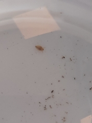 Simocephalus