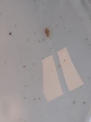 Simocephalus