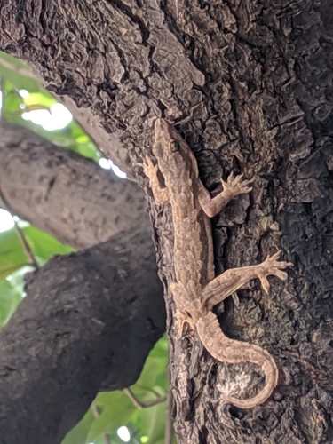 Flat-tailed House Gecko