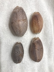 Oliva bulbosa