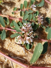 Euphorbia rosea