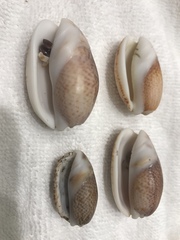 Oliva bulbosa