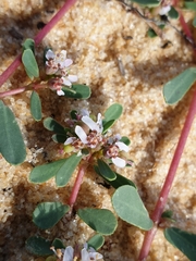 Euphorbia rosea