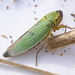 Cicadella - Photo (c) Mick Talbot, some rights reserved (CC BY)