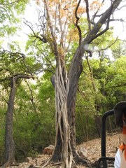 Cynopterus sphinx