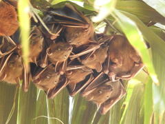 Cynopterus sphinx