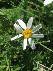 Anthemis aetnensis
