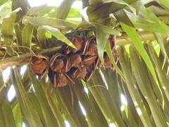 Cynopterus sphinx
