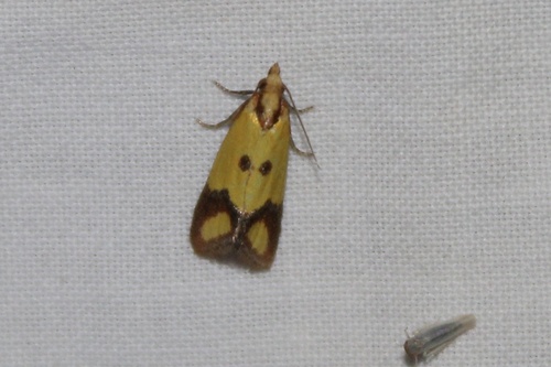 Knapweed Root Moth, Kestrel Point Natural Area, Aurora, CO, US, photo 5 of 10
