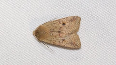 Agrochola blidaensis