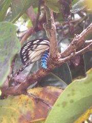 Cyclosia latipennis