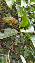 Cyclosia latipennis
