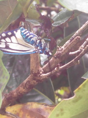 Cyclosia latipennis