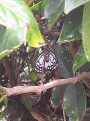 Cyclosia latipennis
