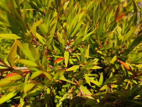 veined beard-heath (Leucopogon neurophyllus)
