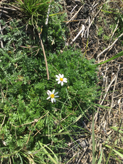 Anthemis aetnensis