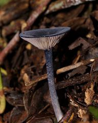 Entoloma panniculus